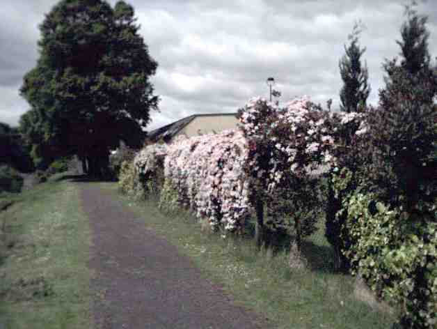Looking northwards along the former Cinder Path